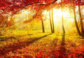 Samolepilne stenske Fototapeta Autumnal Park SW093-Life-decor.si