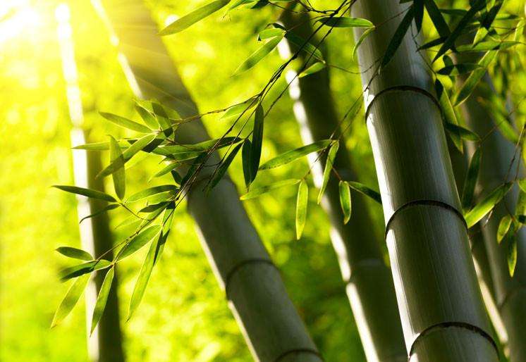 Samolepilne stenske Fototapeta Bamboo forest SW085-Life-decor.si