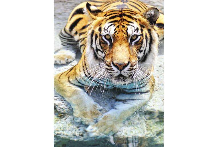 Samolepilne stenske Fototapeta Bengal Tiger SW021-Life-decor.si