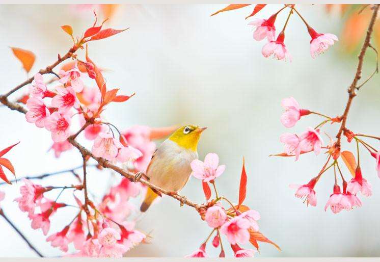 Samolepilne stenske Fototapeta Bird on Cherry Blossom SW147-Life-decor.si