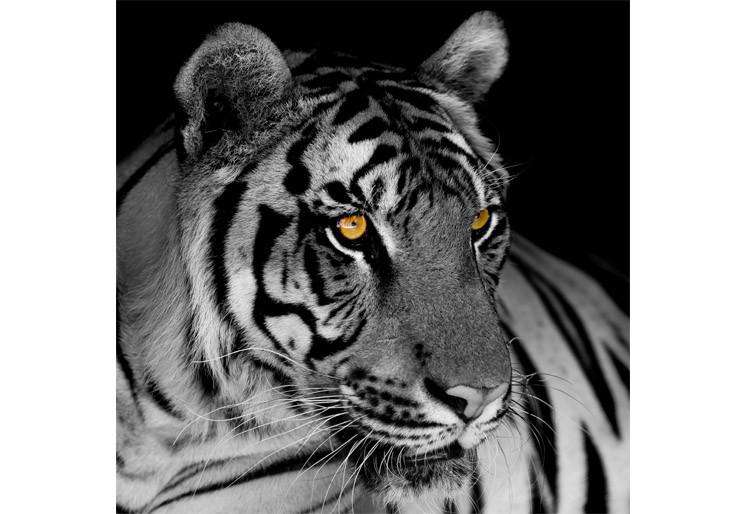 Samolepilne stenske Fototapeta black and white tiger SW348-Life-decor.si