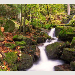 Samolepilne stenske Fototapeta Black Forest SW135-Life-decor.si