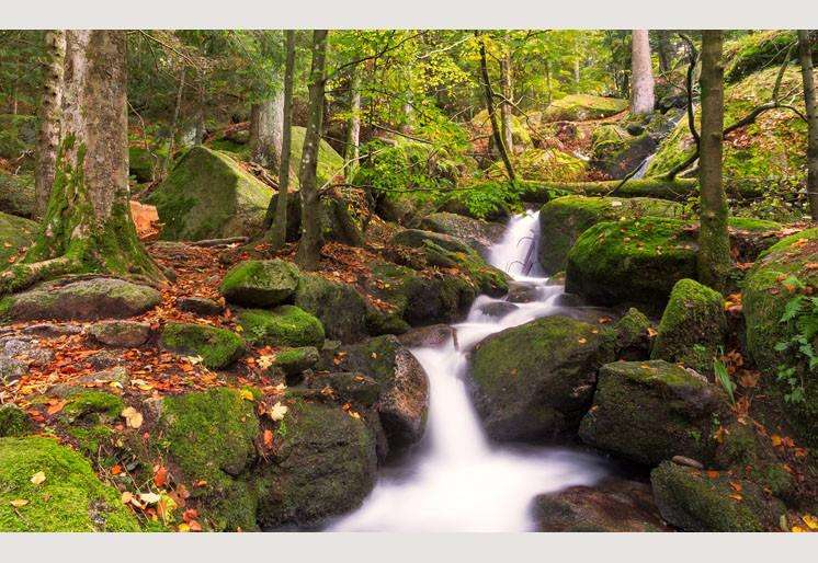 Samolepilne stenske Fototapeta Black Forest SW135-Life-decor.si