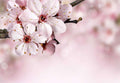 Samolepilne stenske Fototapeta Blue Spring blossom SW016-Life-decor.si