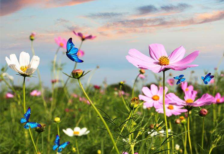 Samolepilne stenske Fototapeta Butterflies flying in the flower SW410-Life-decor.si