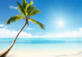 Samolepilne stenske Fototapeta Caribbean sea and coconut SW122-Life-decor.si