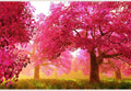 Samolepilne stenske Fototapeta Cherry Blossoms Trees SW073-Life-decor.si