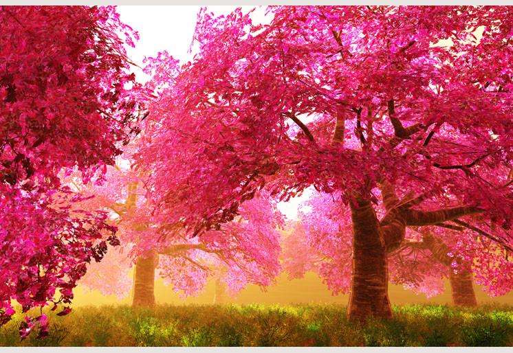 Samolepilne stenske Fototapeta Cherry Blossoms Trees SW073-Life-decor.si