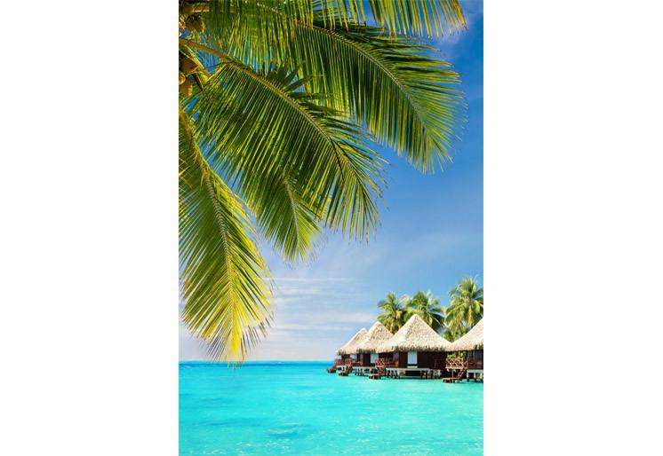 Samolepilne stenske Fototapeta Coconut palm tree SW336-Life-decor.si