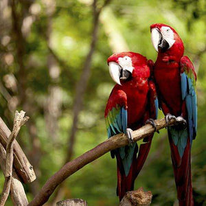 Samolepilne stenske Fototapeta Colorful Macaw SW023-Life-decor.si