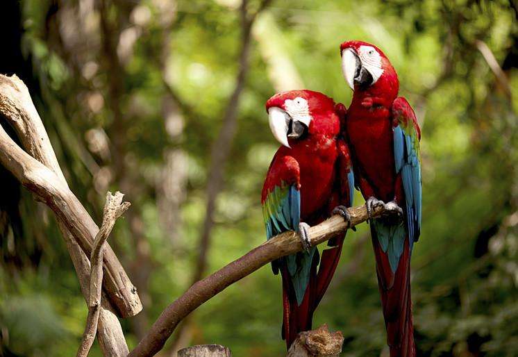 Samolepilne stenske Fototapeta Colorful Macaw SW023-Life-decor.si