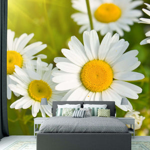 Samolepilne stenske Fototapeta Daisies in a field SW262-Life-decor.si