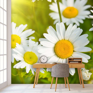 Samolepilne stenske Fototapeta Daisies in a field SW262-Life-decor.si