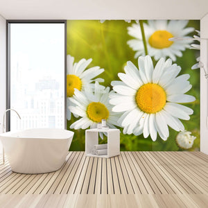 Samolepilne stenske Fototapeta Daisies in a field SW262-Life-decor.si