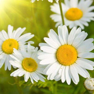 Samolepilne stenske Fototapeta Daisies in a field SW262-Life-decor.si