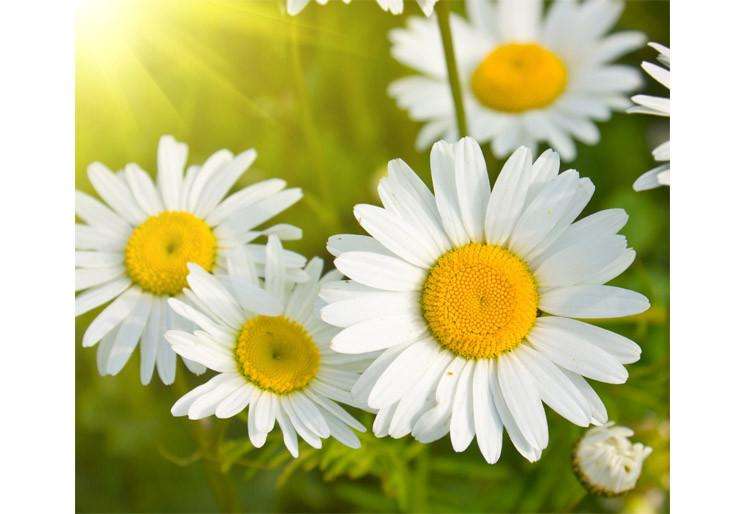 Samolepilne stenske Fototapeta Daisies in a field SW262-Life-decor.si