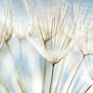 Samolepilne stenske Fototapeta dandelion flower SW240-Life-decor.si