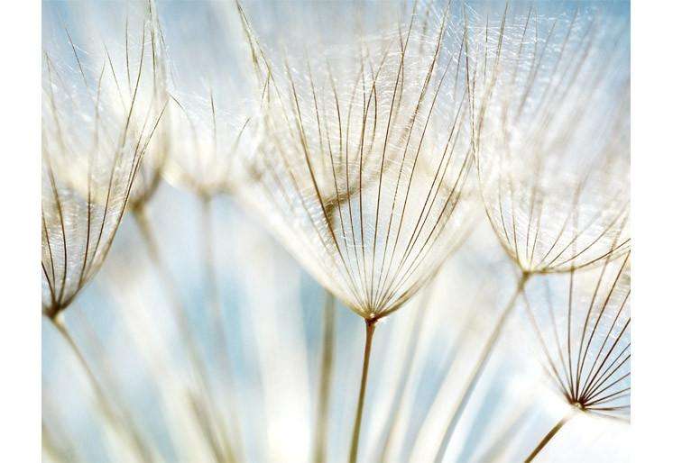 Samolepilne stenske Fototapeta dandelion flower SW240-Life-decor.si