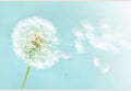 Samolepilne stenske Fototapeta Dandelion SW071-Life-decor.si