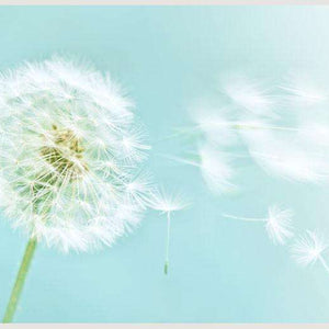 Samolepilne stenske Fototapeta Dandelion SW071-Life-decor.si