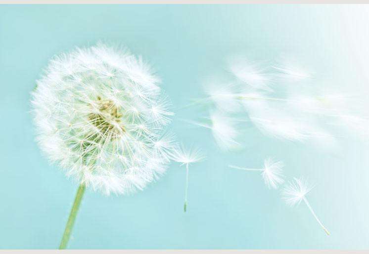 Samolepilne stenske Fototapeta Dandelion SW071-Life-decor.si