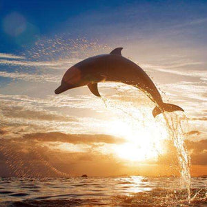 Samolepilne stenske Fototapeta Dolphin jumping SW114-Life-decor.si