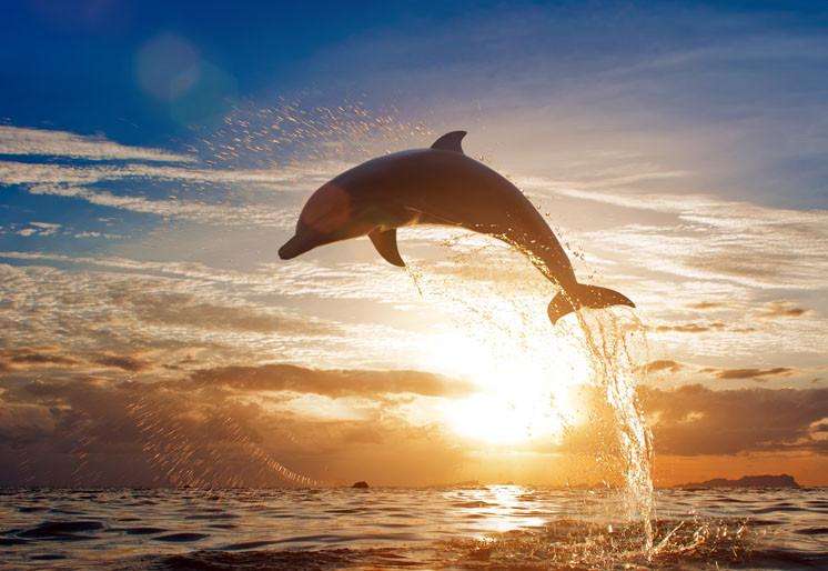 Samolepilne stenske Fototapeta Dolphin jumping SW114-Life-decor.si