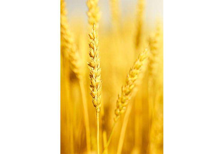 Samolepilne stenske Fototapeta Field with wheat stem SW325-Life-decor.si