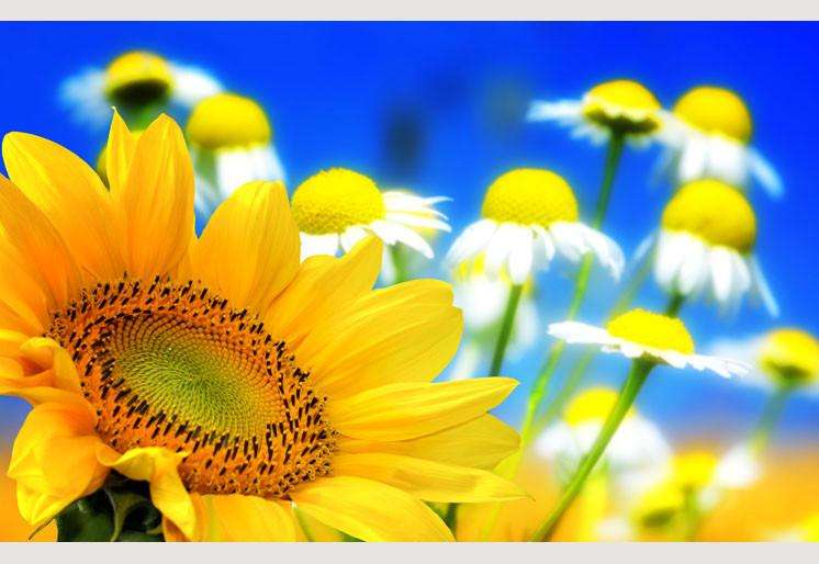 Samolepilne stenske Fototapeta Flower background SW074-Life-decor.si