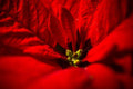 Samolepilne stenske Fototapeta Flower SW356-Life-decor.si