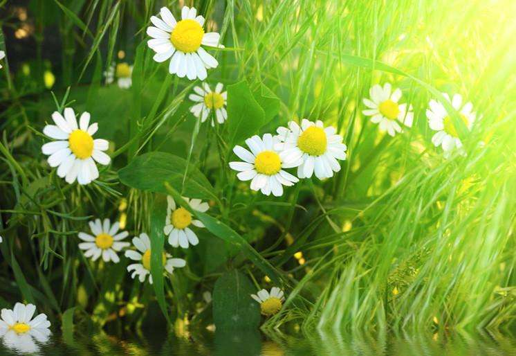 Samolepilne stenske Fototapeta Flowers in grass-Life-decor.si