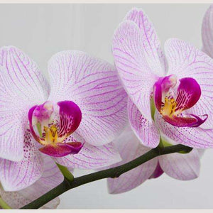 Samolepilne stenske Fototapeta Flowers orchids SW092-Life-decor.si