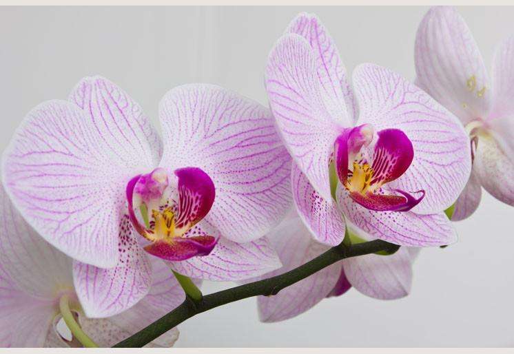 Samolepilne stenske Fototapeta Flowers orchids SW092-Life-decor.si