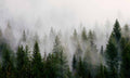 Samolepilne stenske Fototapeta Forest SW688-Life-decor.si