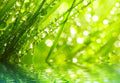 Samolepilne stenske Fototapeta Fresh morning SW068-Life-decor.si