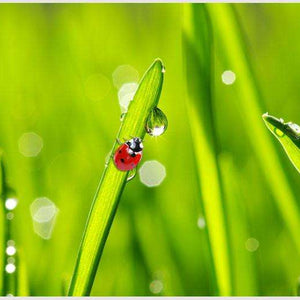 Samolepilne stenske Fototapeta Ladybug on grass SW069-Life-decor.si