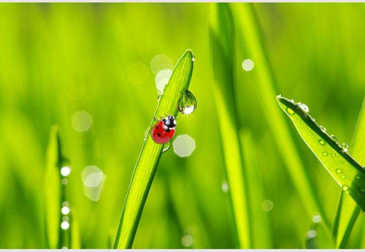 Samolepilne stenske Fototapeta Ladybug on grass SW069-Life-decor.si