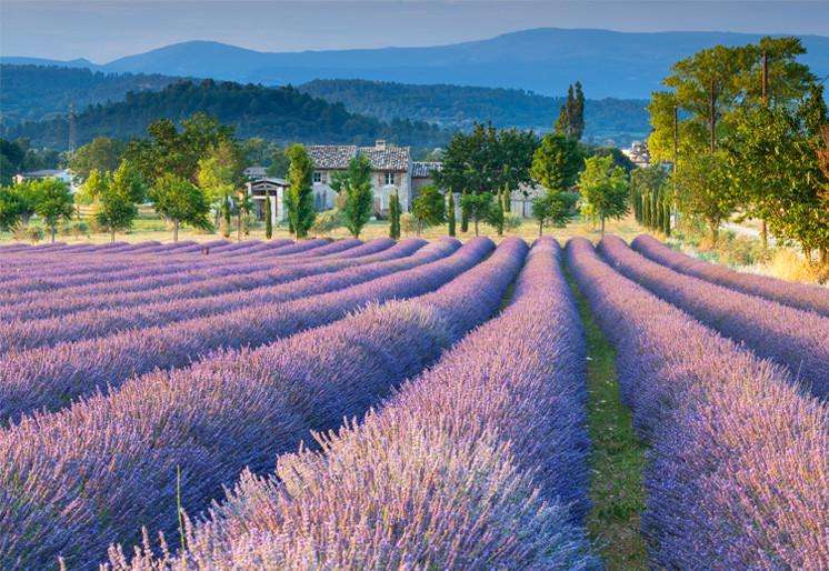 Samolepilne stenske Fototapeta Lavander Field SW392-Life-decor.si