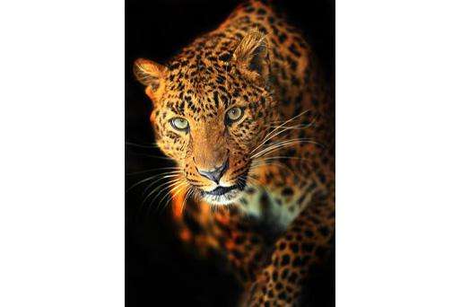 Samolepilne stenske Fototapeta Leopard SW046-Life-decor.si