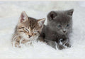 Samolepilne stenske Fototapeta Little Kittens SW117-Life-decor.si