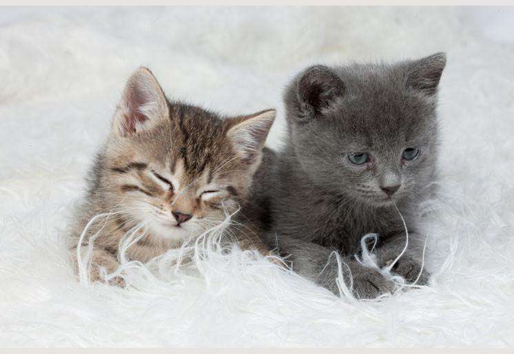Samolepilne stenske Fototapeta Little Kittens SW117-Life-decor.si