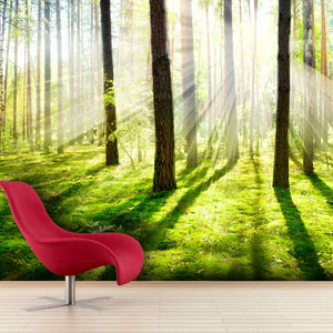 Samolepilne stenske Fototapeta Misty and Foggy Forest SW087-Life-decor.si