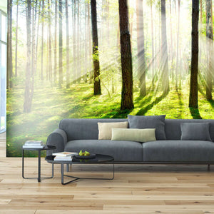 Samolepilne stenske Fototapeta Misty and Foggy Forest SW087-Life-decor.si