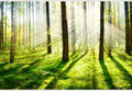 Samolepilne stenske Fototapeta Misty and Foggy Forest SW087-Life-decor.si