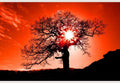 Samolepilne stenske Fototapeta Old oak in sunset SW134-Life-decor.si