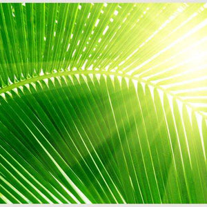 Samolepilne stenske Fototapeta Palm and morning light SW099-Life-decor.si