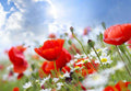 Samolepilne stenske Fototapeta Poppy red SW007-Life-decor.si