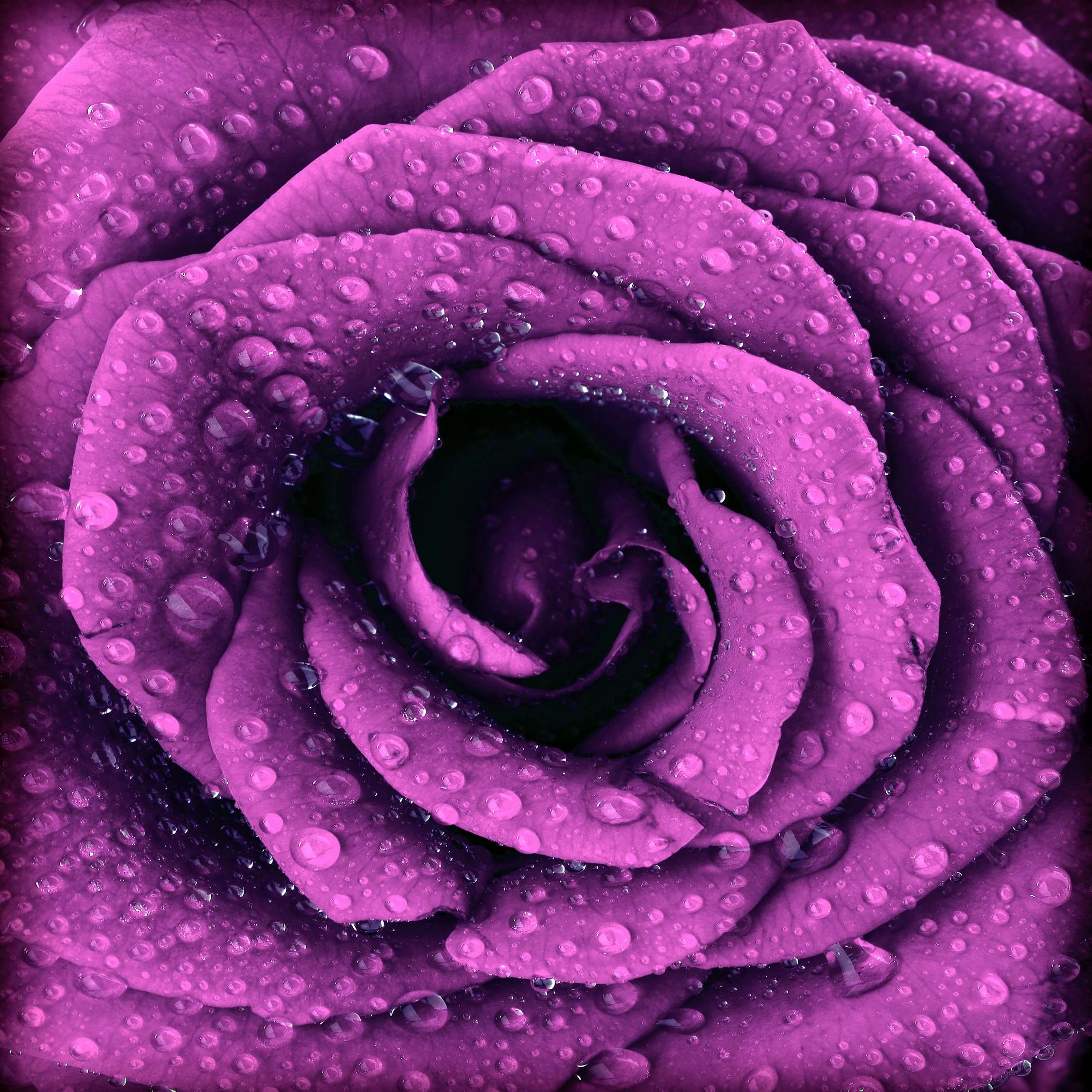 Samolepilne stenske Fototapeta Purple dark rose SW249-Life-decor.si