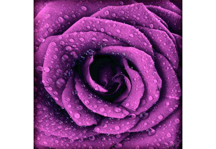 Samolepilne stenske Fototapeta Purple dark rose SW249-Life-decor.si