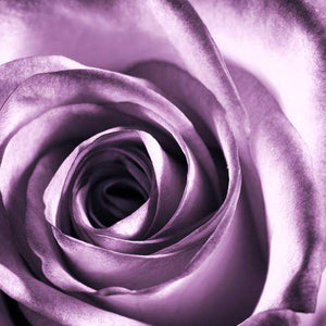 Samolepilne stenske Fototapeta Purple rose SW028-Life-decor.si